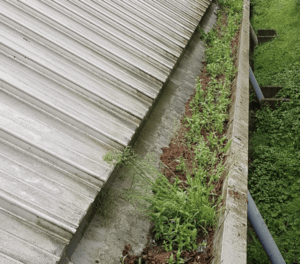 Happy customers in Wootton who trust The Roof Moss Cleaners for gutter cleaning services
